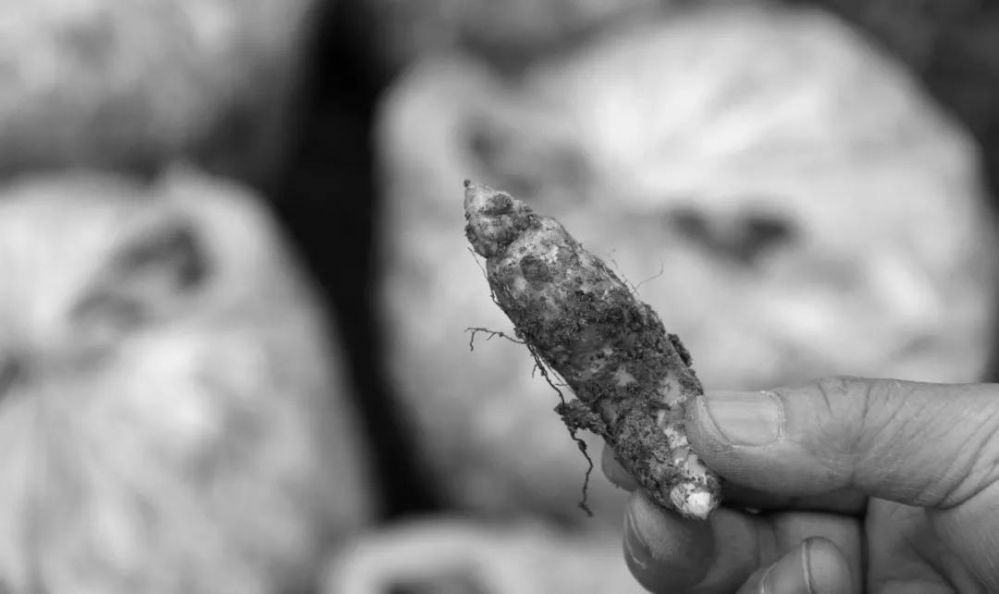 唐朝暉丨吃蜜環菌，就可以長大